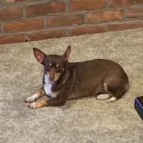 Thumbnail photo of Coco Bean- sanctuary #3