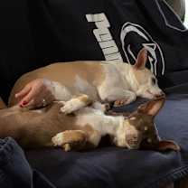 Thumbnail photo of Coco Bean- sanctuary #1