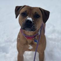 Thumbnail photo of Josie #4