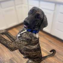 Thumbnail photo of Ruby #1