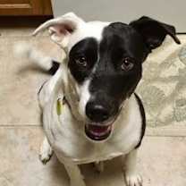 adopt-pet