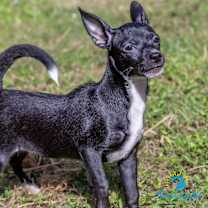 Thumbnail photo of Taco #2