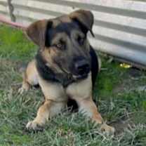 Thumbnail photo of Dex #2