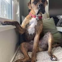 Thumbnail photo of Stetson #1