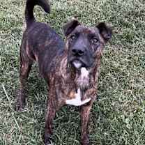 Thumbnail photo of Ringo #1