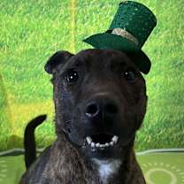 Thumbnail photo of Ringo #2