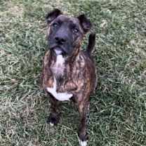 Thumbnail photo of Ringo #3