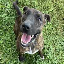 Thumbnail photo of Ringo #4