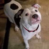 Thumbnail photo of Missy #3