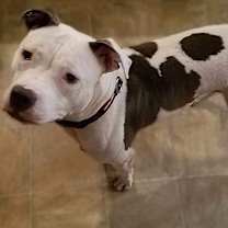 Thumbnail photo of Missy #4