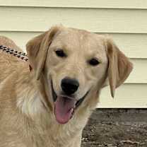 Thumbnail photo of Petunia #1