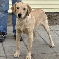 Thumbnail photo of Petunia #3