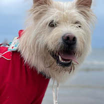 Thumbnail photo of Riley (S. Korea) hz #1