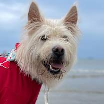 Thumbnail photo of Riley (S. Korea) hz #2