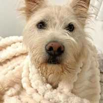 Thumbnail photo of Riley (S. Korea) hz #4