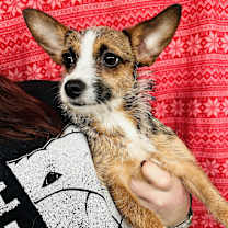 Thumbnail photo of Persia #3