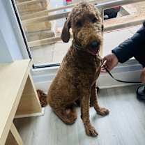 Thumbnail photo of Rocky #1
