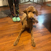 Thumbnail photo of Rocky #2