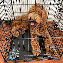 Thumbnail photo of Rocky #4