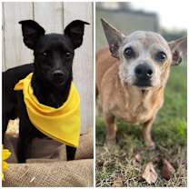 adopt a pet