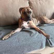 Thumbnail photo of Stetson #3