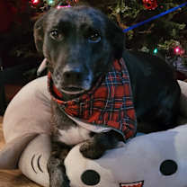 Thumbnail photo of Cookie #2