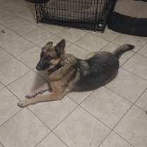 Thumbnail photo of LILLY 2 (COURTESY POST) #1