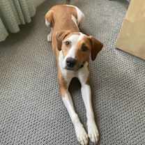 Thumbnail photo of Nikko COURTESY LISTING #2