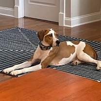 Thumbnail photo of Nikko COURTESY LISTING #3