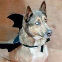 Thumbnail photo of Batman #3