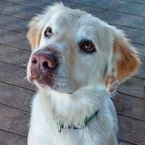 Thumbnail photo of Smiley #1