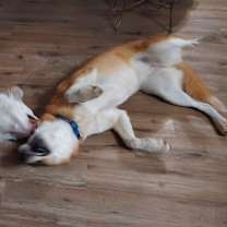 Thumbnail photo of Smiley #3