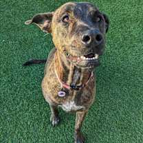 Thumbnail photo of Lucy #4