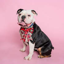 Thumbnail photo of Hershey #1