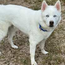 Thumbnail photo of Balto #3