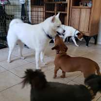 Thumbnail photo of Balto #4