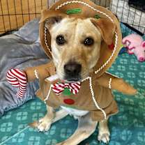 Thumbnail photo of Miracle aka 'Hot Wheels' #1