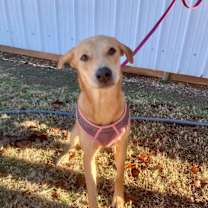 Thumbnail photo of Honey #1