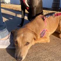 Thumbnail photo of Honey #2