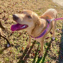 Thumbnail photo of Honey #4