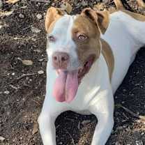 Thumbnail photo of Papaya #1