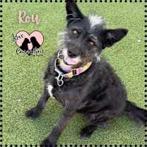adopt-pet