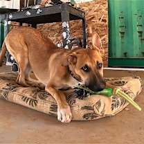 adopt-pet