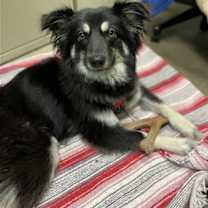 Thumbnail photo of Misty #1