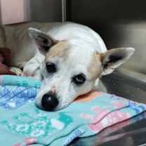 Thumbnail photo of Reba #2