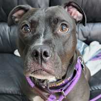 Thumbnail photo of Bella #2