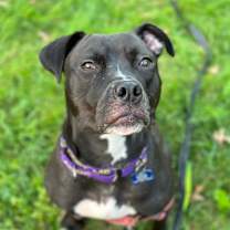 Thumbnail photo of Bella #3