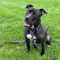 Thumbnail photo of Bella #4