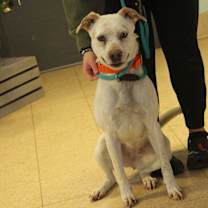 Thumbnail photo of Jupiter (Spayed) #1