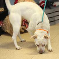 Thumbnail photo of Jupiter (Spayed) #4